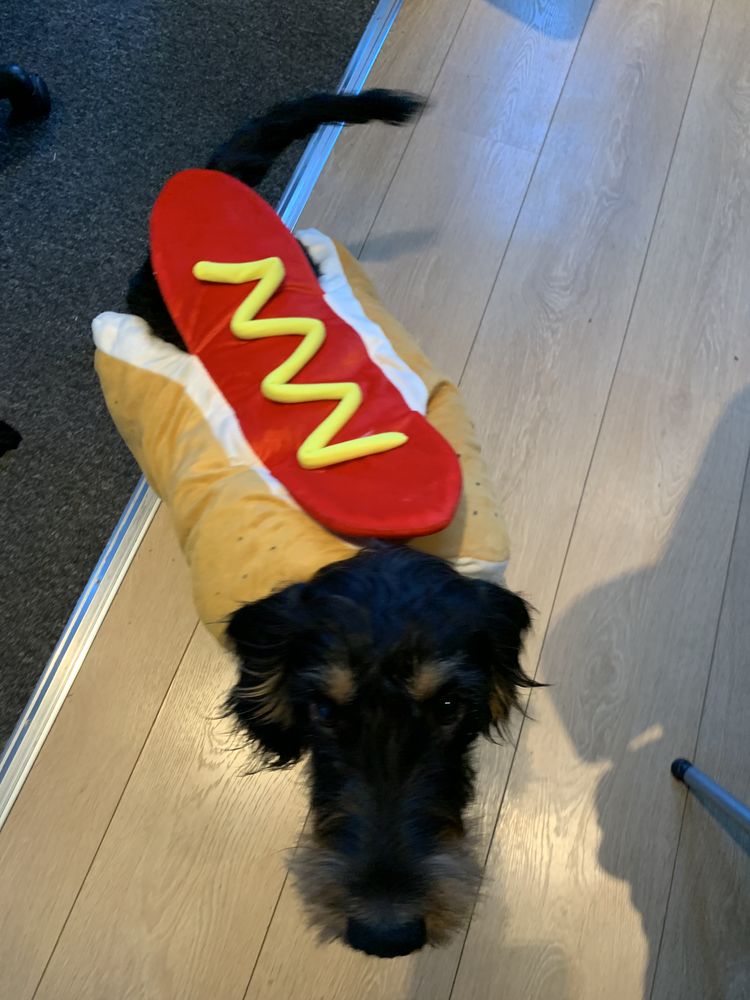 Hot Dog Hund kostyme