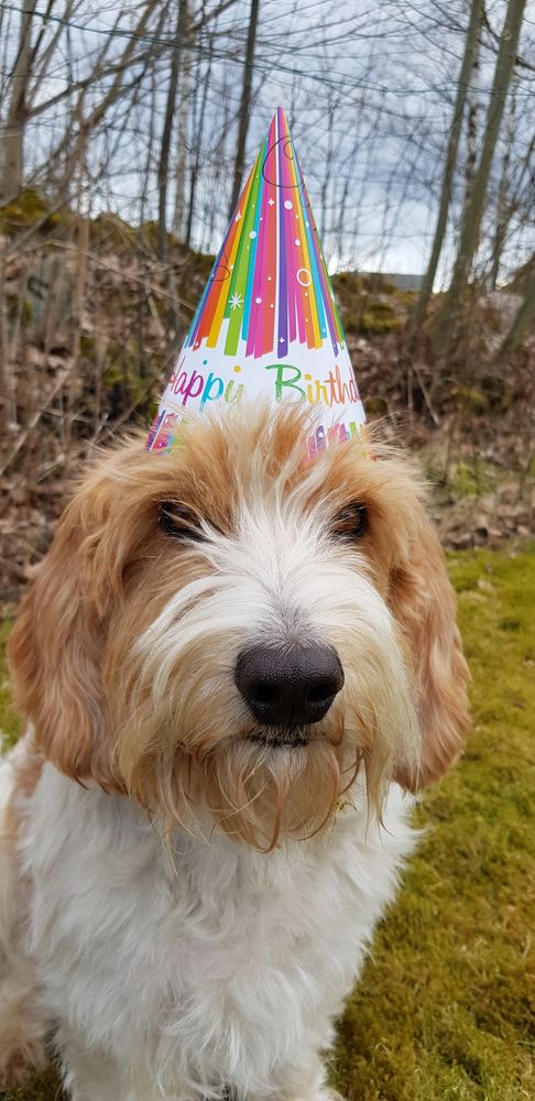 Festhatter Happy Birthday Regnbue