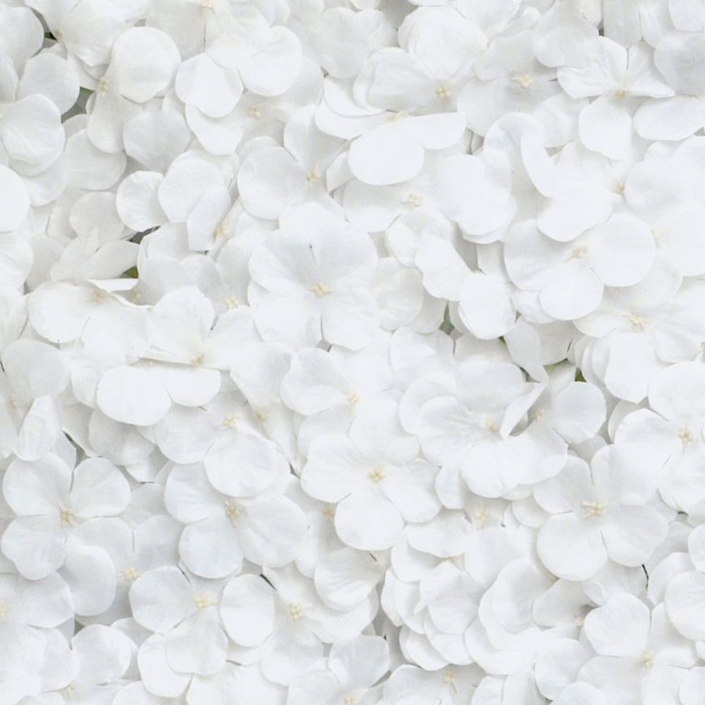 Backdrop Hortensia Hvid