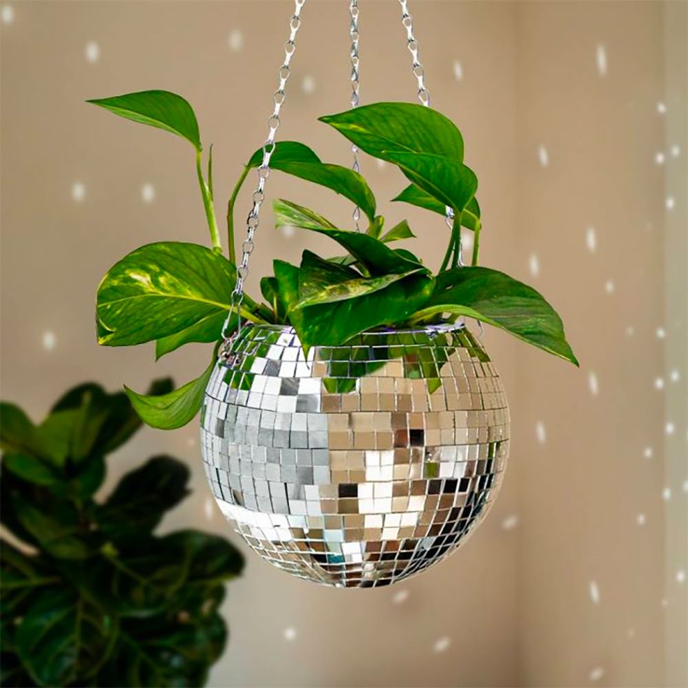 Discokula Blomkruka