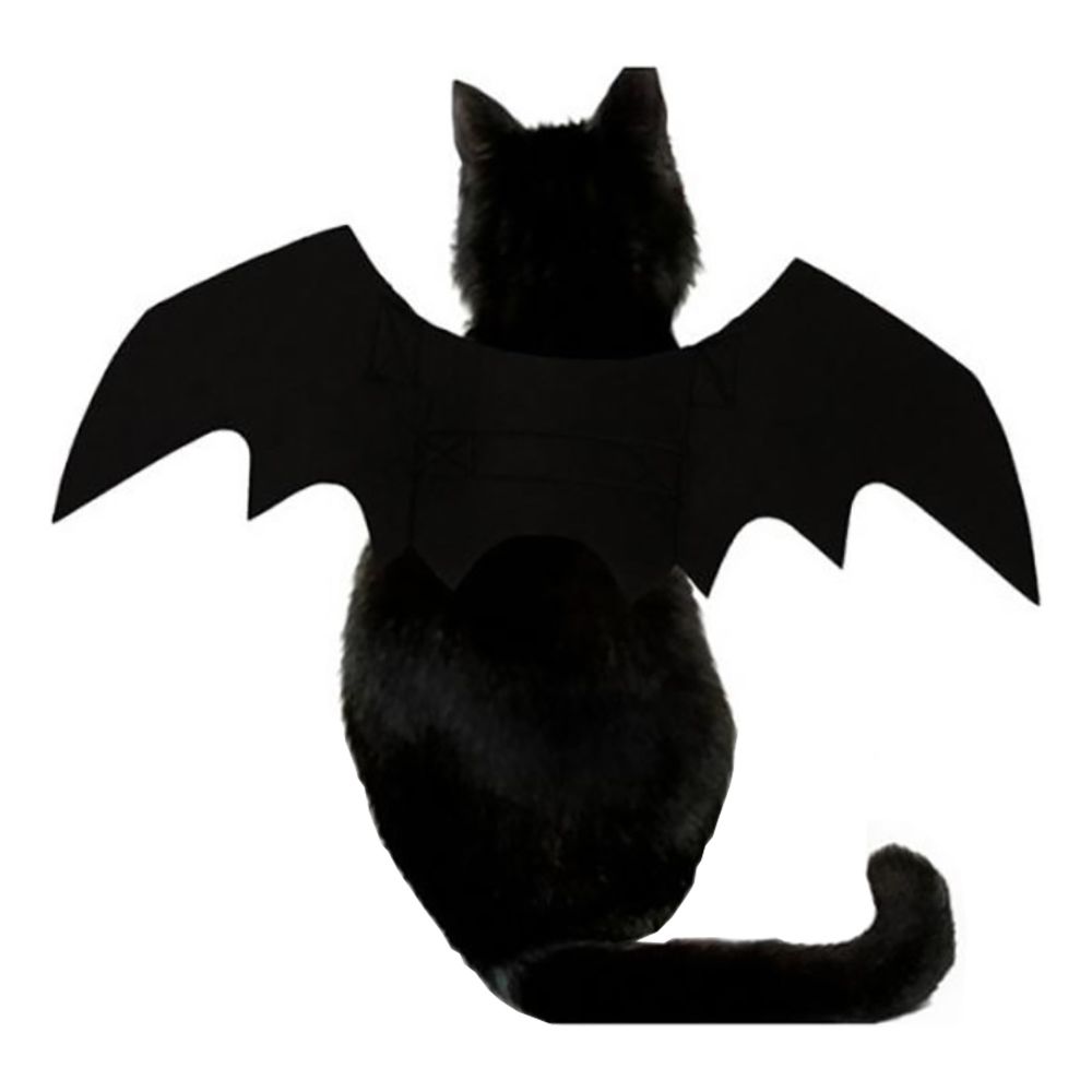 Flaggermusvinger til Katt