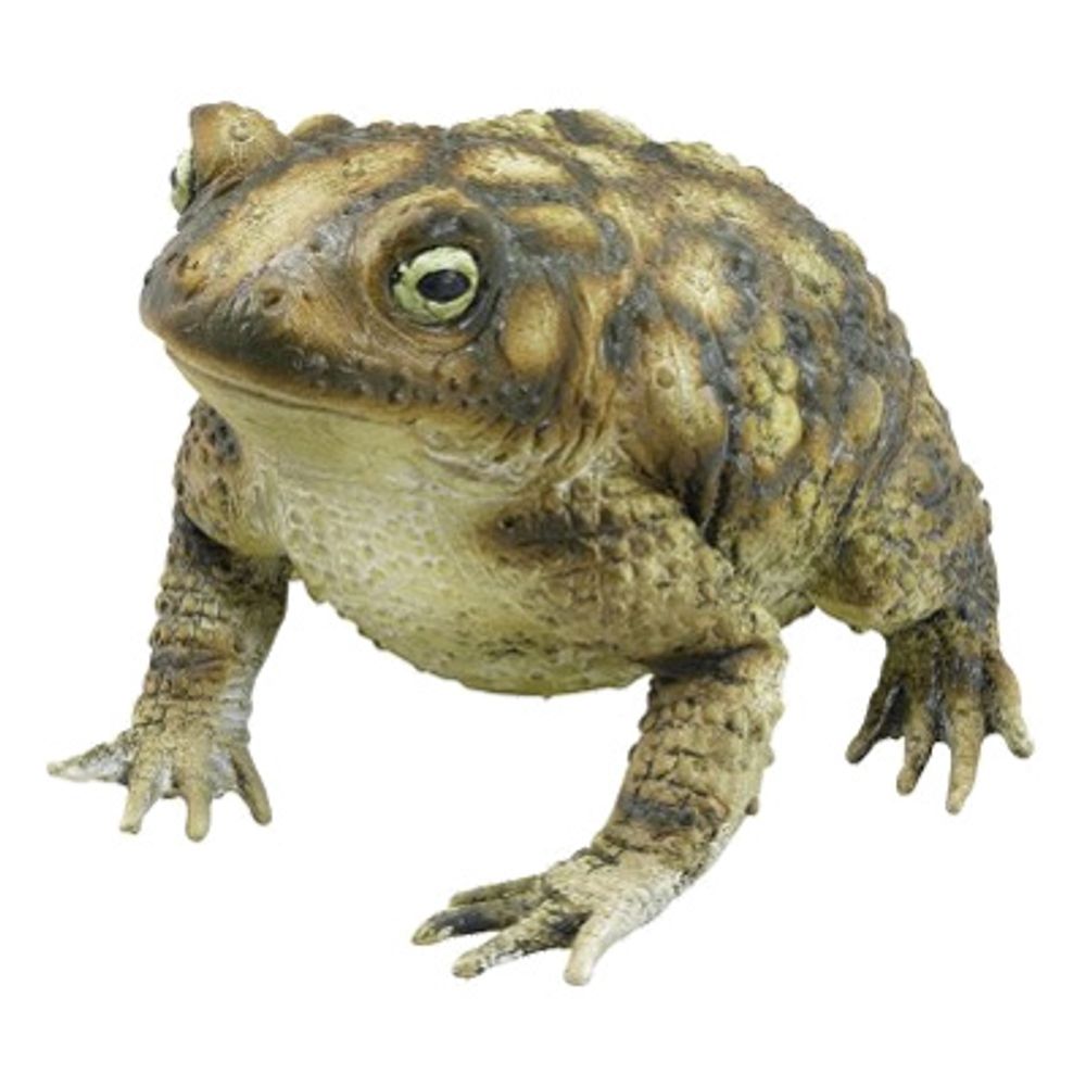 Kumisammakko