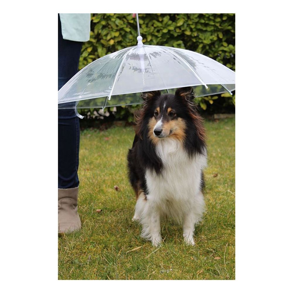 Hundparaply