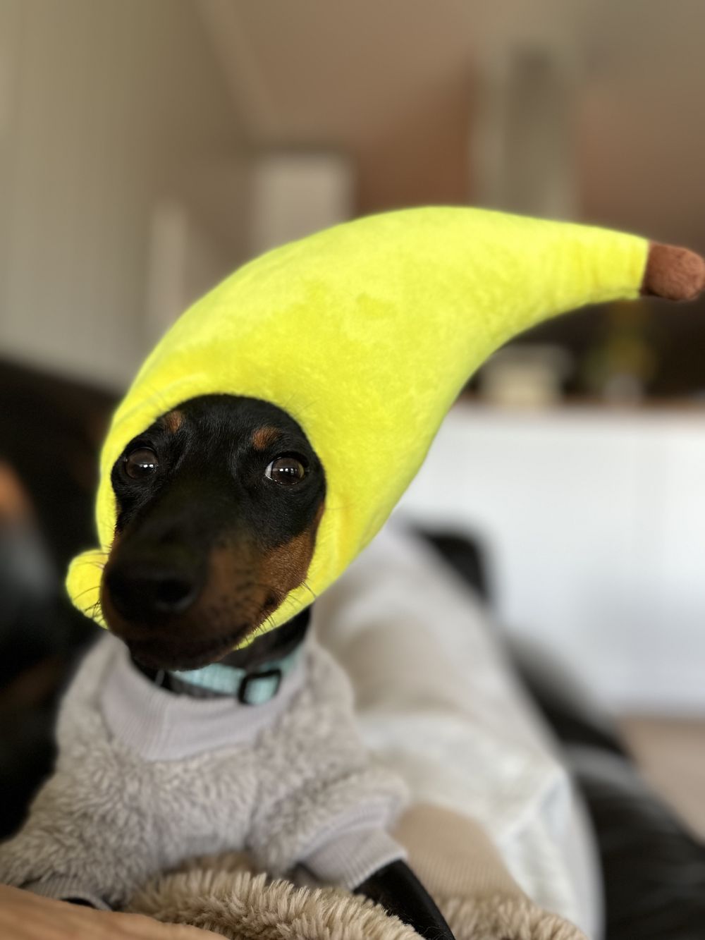 Bananhat til Katte
