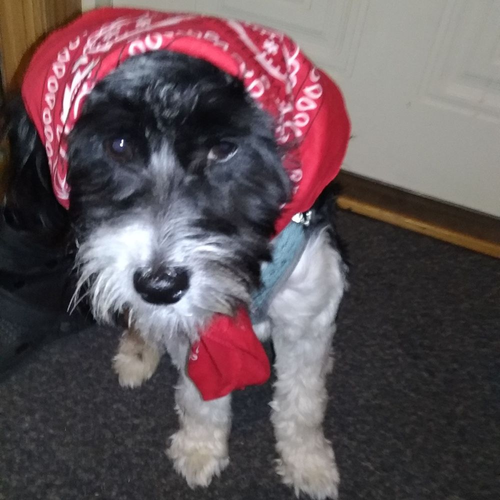 Bandana Rød