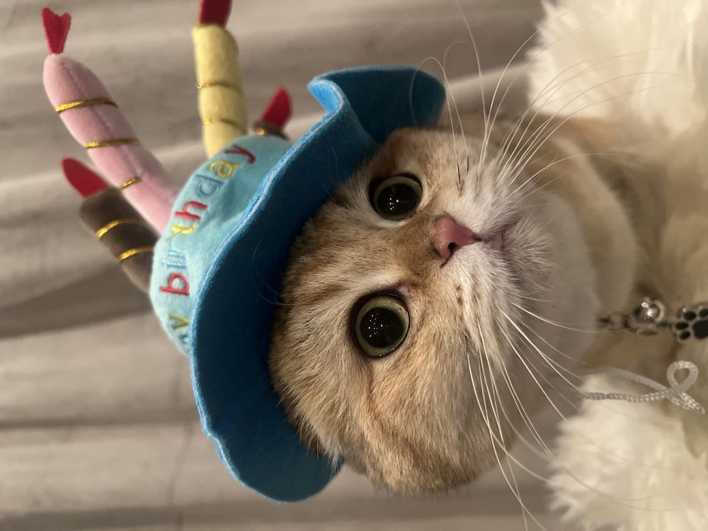 Födelsedagshatt för Katt