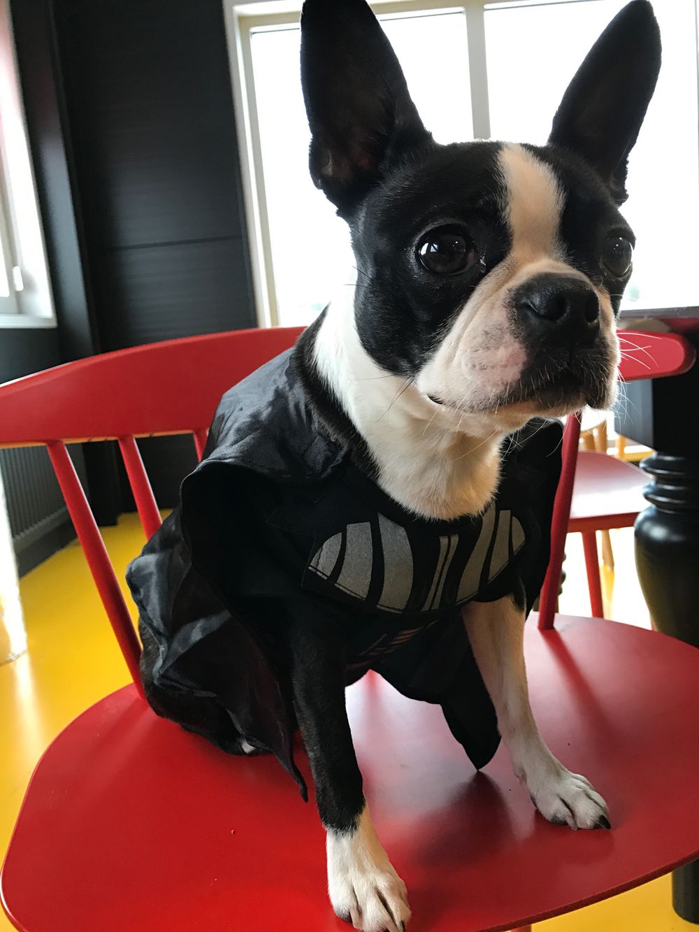 Darth Vader Hund Maskeraddräkt