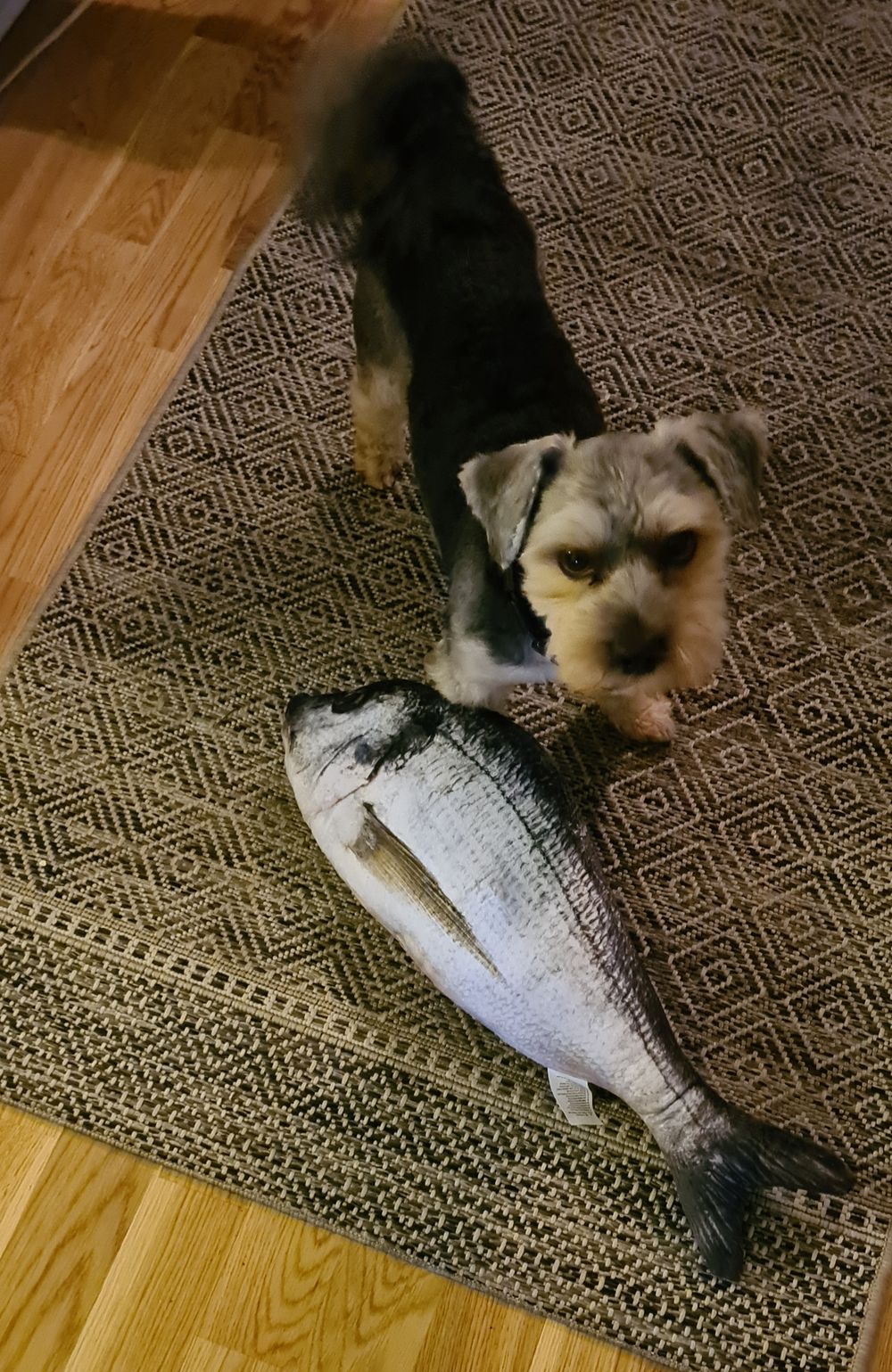 Fisk i Tyg