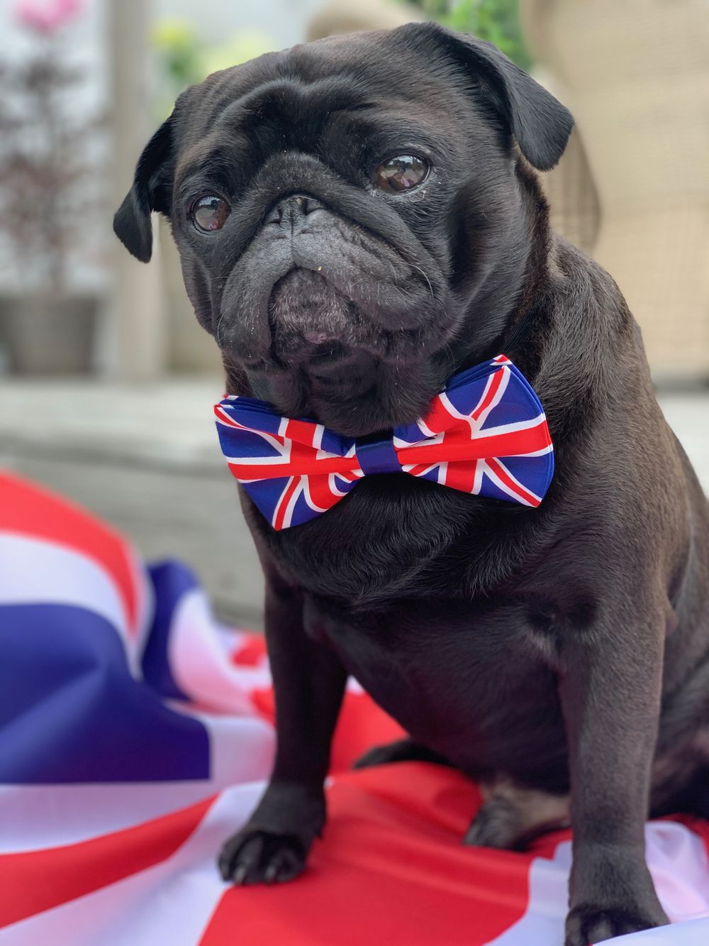 Rusetti Satiinia Iso-Britannia