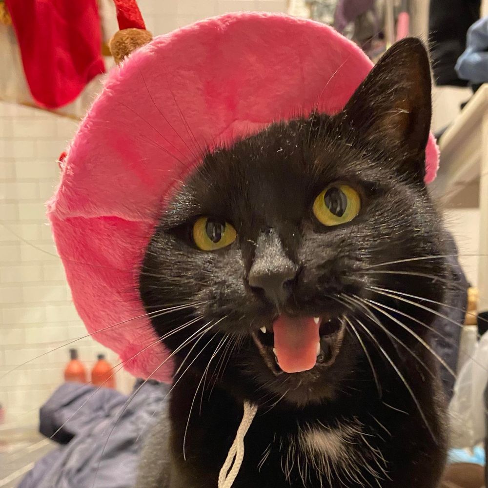 Födelsedagshatt för Katt