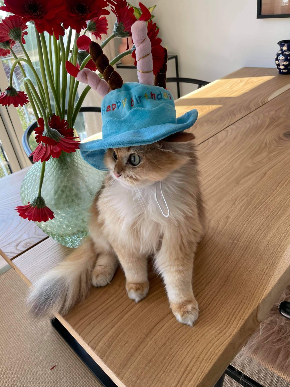 Födelsedagshatt för Katt