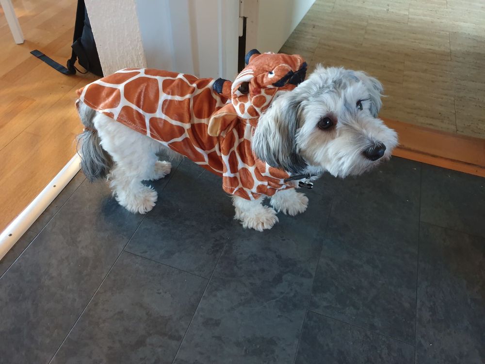 Giraff Hund kostyme