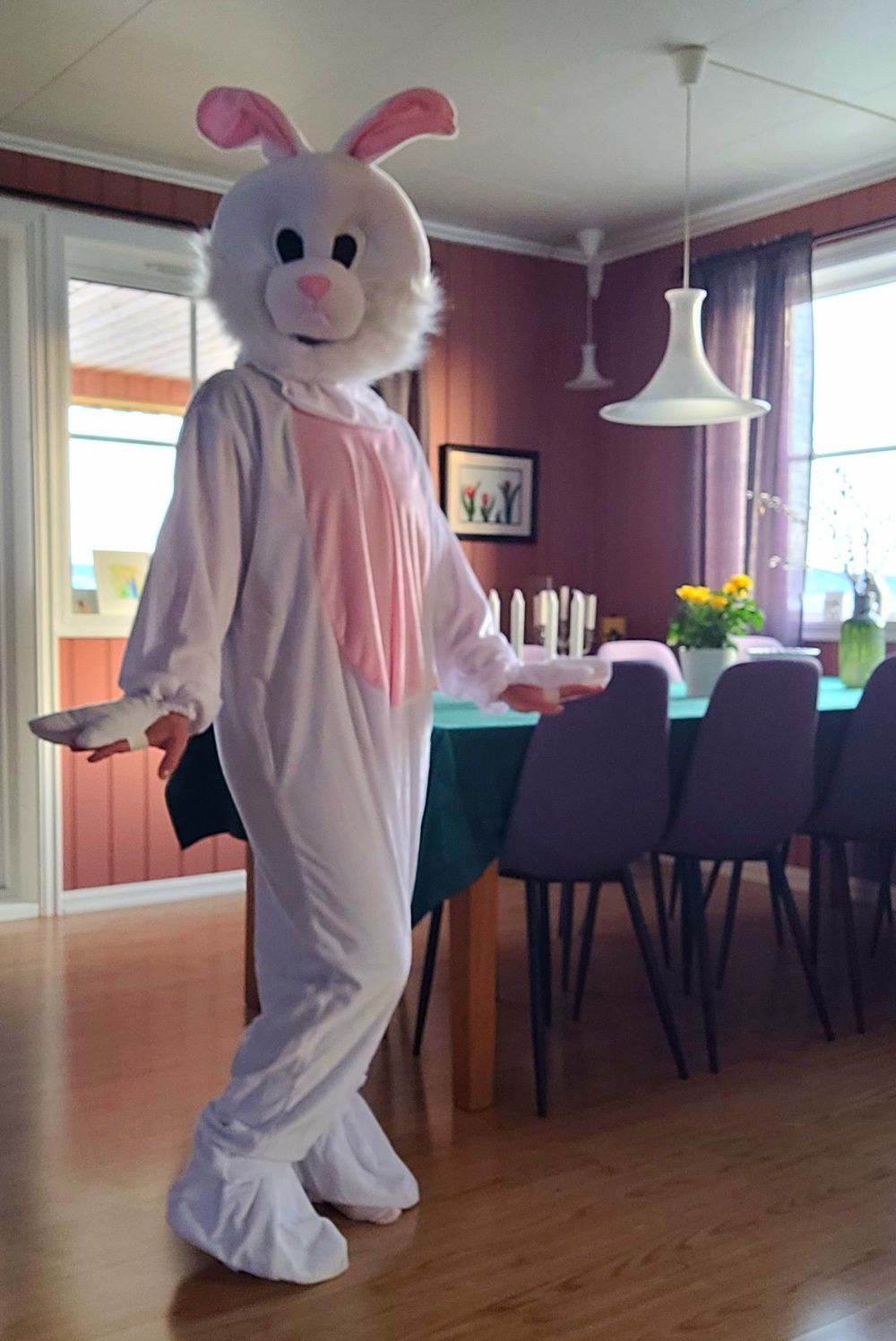Kaninmaskot Kostume