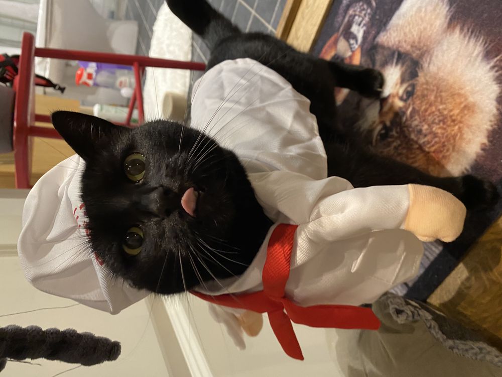 Kokk Kostyme for Katt/Hund