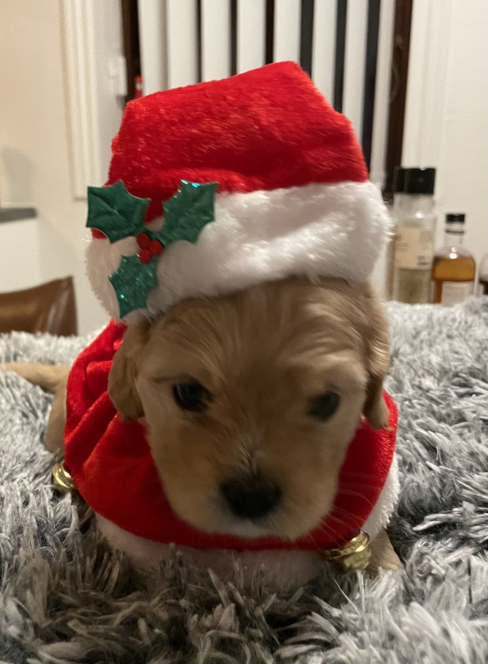 Nisselue og Krage til Hund