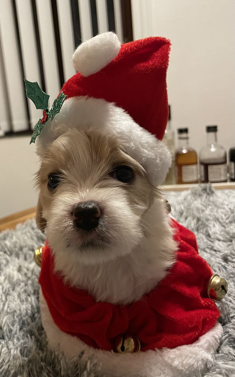 Nisselue og Krage til Hund