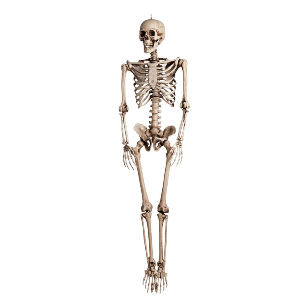Realistiskt Skelett Prop