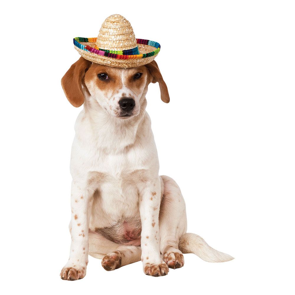 Sombrero til Hunde