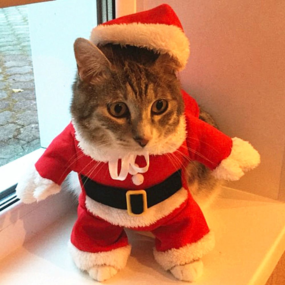 Tomtedräkt för Katt/Hund