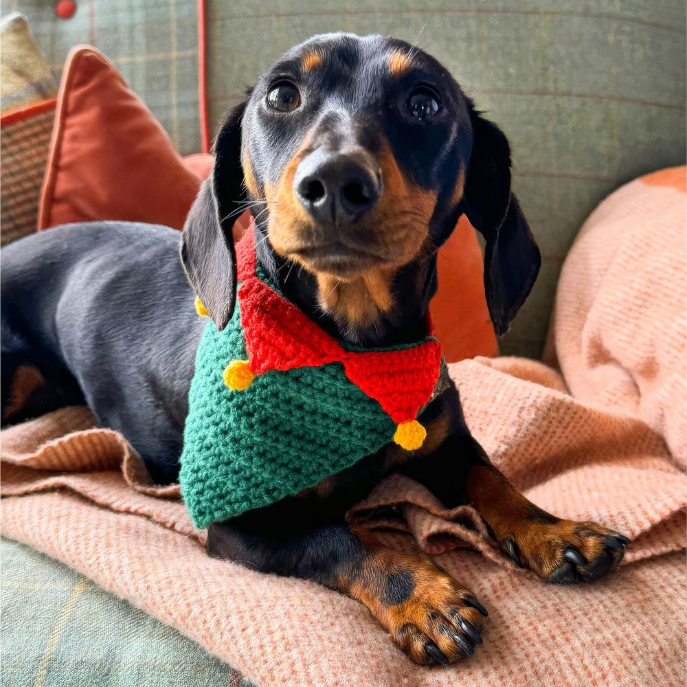 Virkad Julscarf för Hund