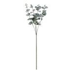 Tekokasvi Eukalyptus