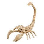 Skorpion Skelet Rekvisit