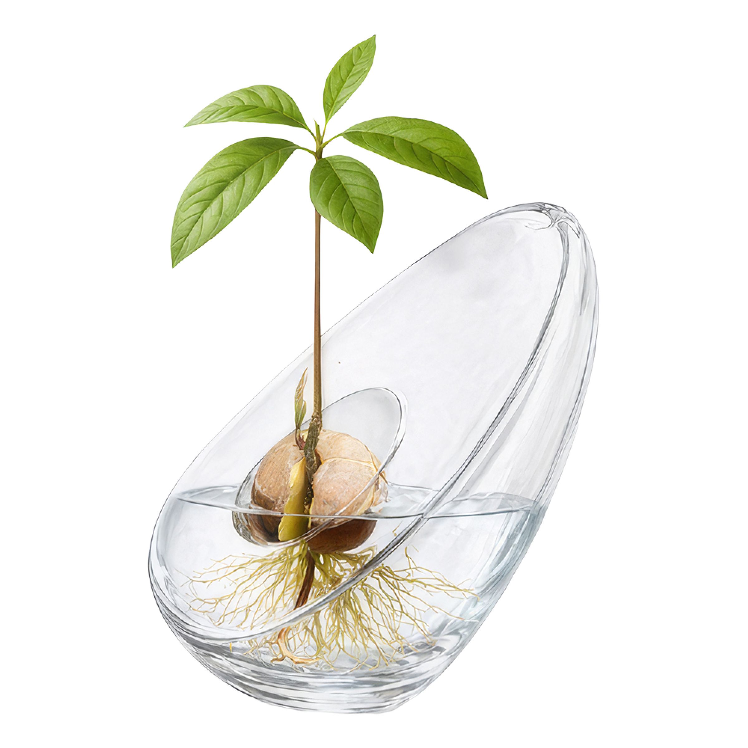Avocadovase i Glas