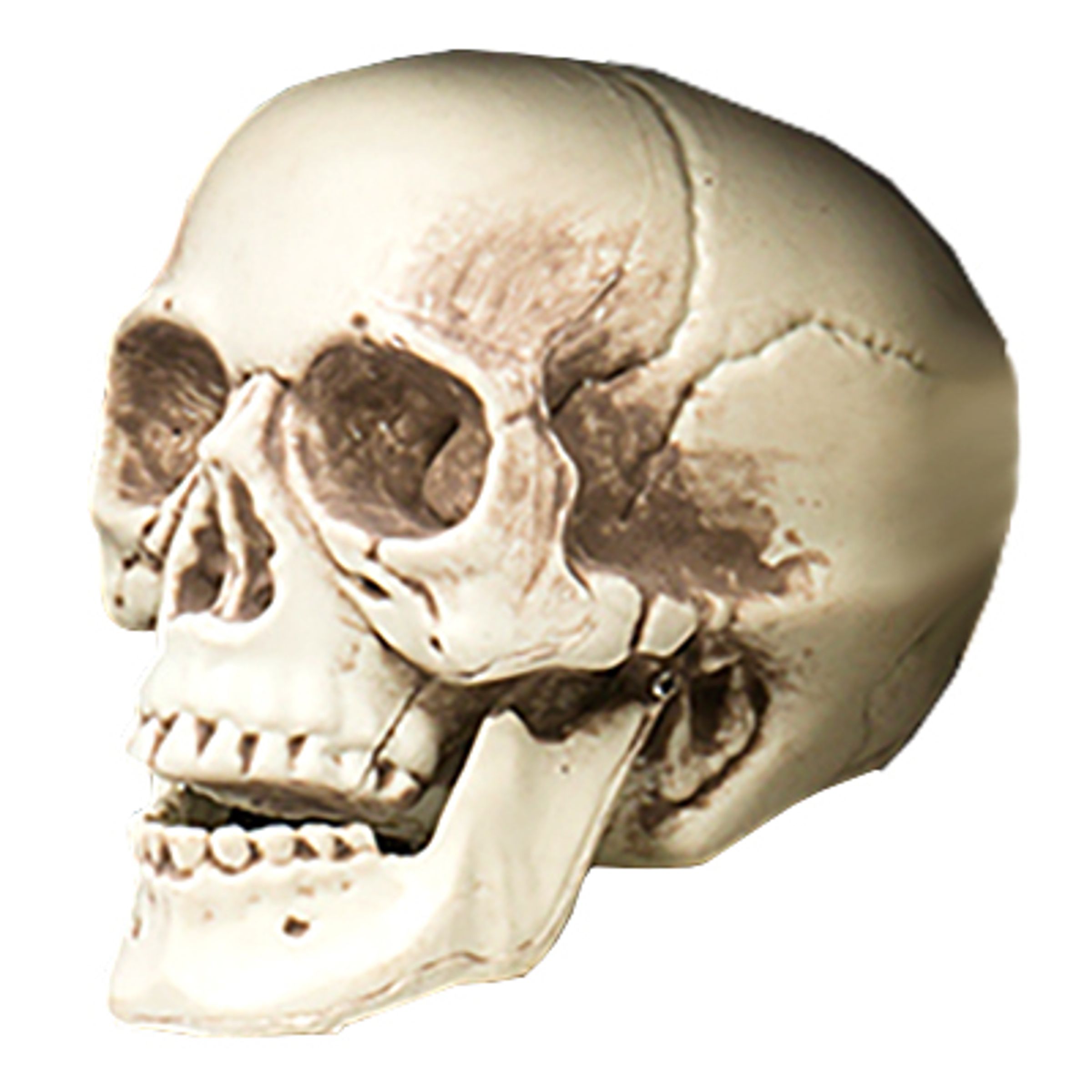 Dödskalle Liten | Hem - Maskerad - Dekor & Rekvisita - Props | Maskeradspecialisten