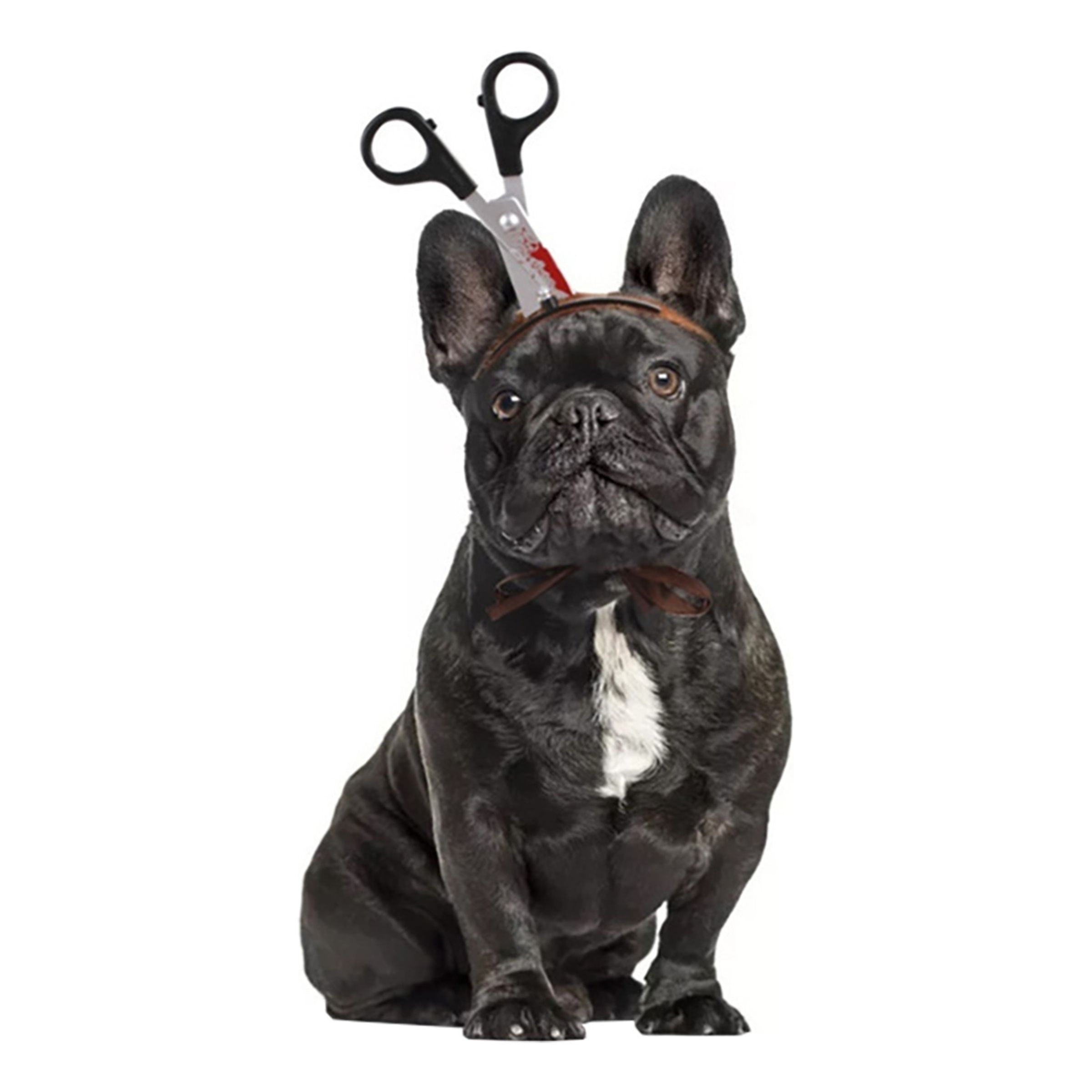 Halloween Props för Hund - Sax | Hem - Maskerad - Tillbehör - Maskeradaccessoarer | Maskeradspecialisten