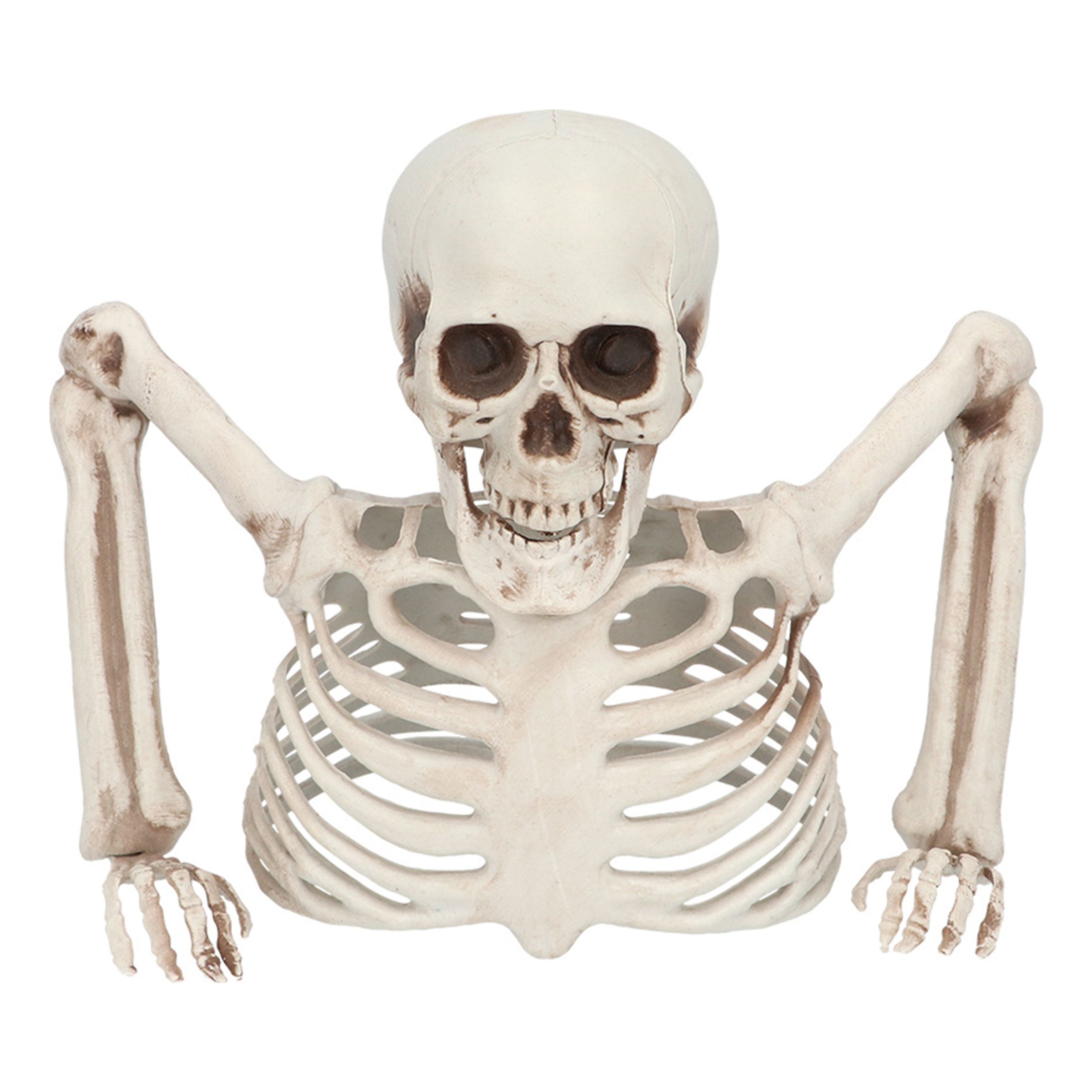 Skelett Genom Marken Prop | Hem - Teman - Högtider - Halloween | Maskeradspecialisten