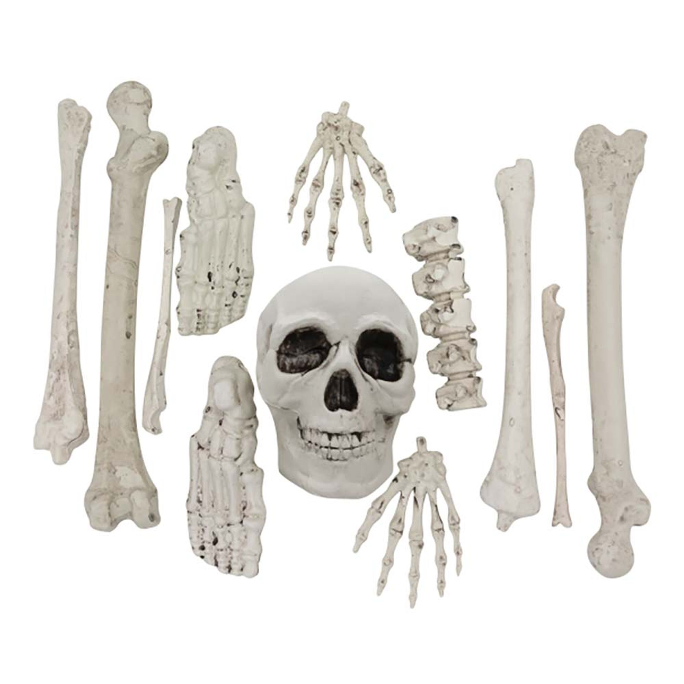 Skelettdelar av Plast | Hem - Teman - Högtider - Halloween - Halloweendekorationer | Maskeradspecialisten