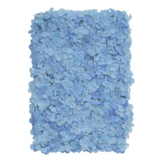 Backdrop Hortensia Blå