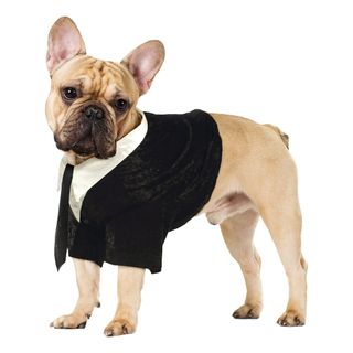 Brudgom Kostume til Hund