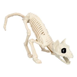 Dyreskelet Kat Prop