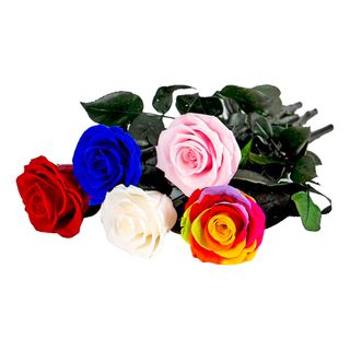 Evighedsrose