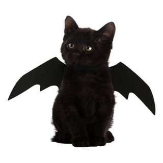 Flagemusevinger til Kat