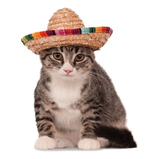 Sombrero til Kæledyr